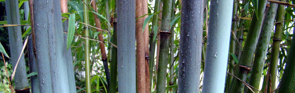 Plotselinge afdaling Groen plek Bamboe in Nederland - De Groene Prins
