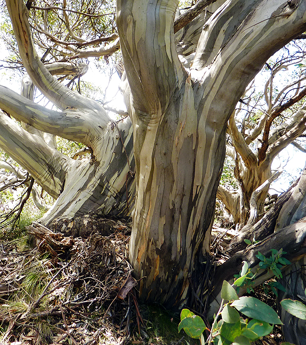 Terugroepen knecht eerste De Groeneprins - Vorstbestendige Eucalyptus voor in uw tuin